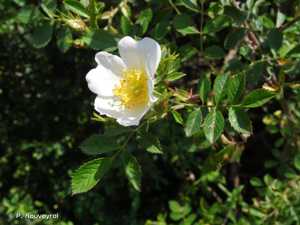 Rosier des haies, Églantier agreste © P. Rouveyrol