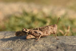 OEdipode automnale, Criquet farouche © J. Thomas