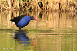 Poule sultane, Talève sultane, Porphyrion bleu © J. LAIGNEL