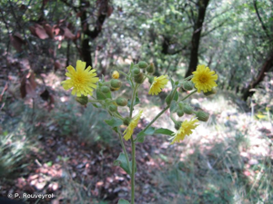 Andryale à feuilles entières, Andryale à feuilles entières sinueuse, Andryale sinueuse © P. Rouveyrol