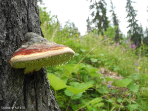 Polypore marginé © S. MEYER