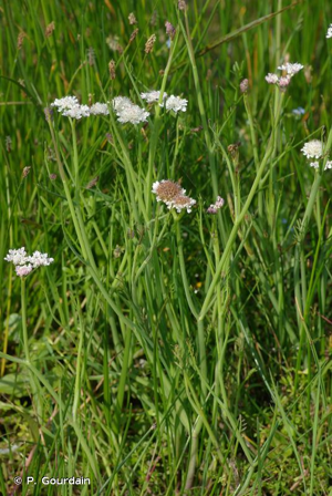 Oenanthe fistuleuse © P. Gourdain