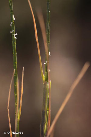 Psilure, Psilurus aristé © O. Nawrot