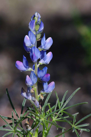 Lupin réticulé, Lupin bleu © O. Delzons