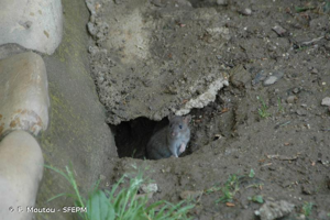 Souris grise, Souris domestique © F. Moutou - SFEPM
