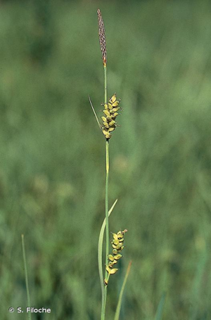 Laîche millet, Faux Fenouil © S. Filoche