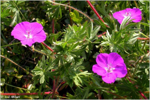 Géranium sanguin, Sanguinaire, Herbe à becquet, Bec de grue, © 