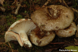 Russule noircissante © PA. Moreau