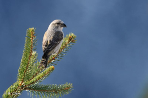 Bec-croisé des sapins © R. Clerc