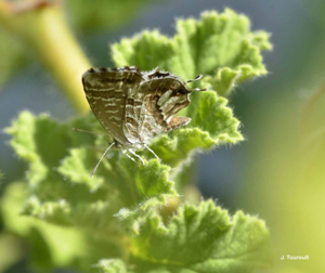 Brun du pélargonium (Le), Argus des Pélargoniums (L') © J. Touroult