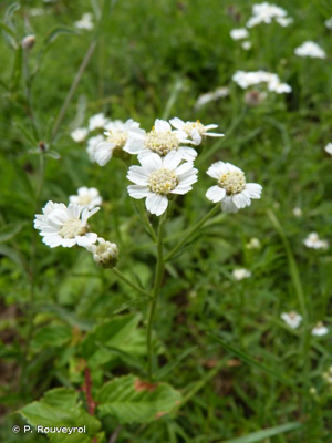 Achillée sternutatoire, Herbe à éternuer, Achillée ptarmique © P. Rouveyrol