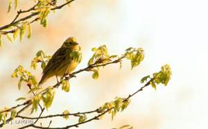 Bruant jaune © J. LAIGNEL