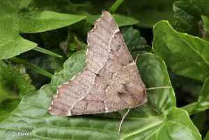 Ennomos dentelé (L') © D. Morel