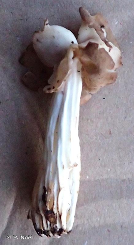 Helvelle crêpue © P. Noël