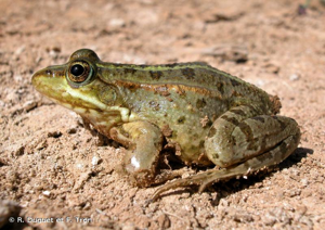 Grenouille de Bedriaga (La) © R. Duguet et F. Tron