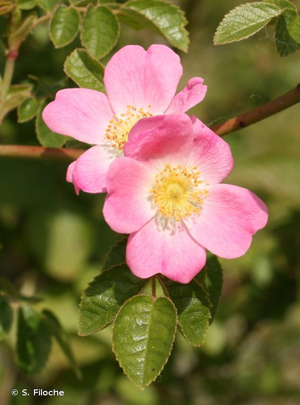 Rosier à petites fleurs, Églantier à petites fleurs © S. Filoche