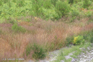 Agrostide à soie, Agrostis à soies © E. VALLEZ / CBNSA
