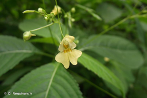 Balsamine à petites fleurs, Impatiente à petites fleurs © O. Roquinarc'h