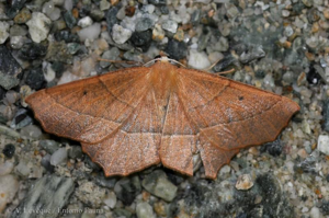 Phalène honorée (La) © A. LEVEQUE (Entomo Fauna)