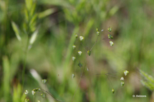 Petite amourette, Brize mineure © O. Delzons
