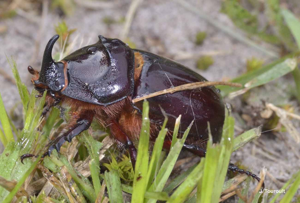 Scarabée rhinocéros européen, Rhinocéros © J. Touroult