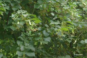 Tilleul à petites feuilles, Tilleul des bois © P. Gourdain