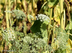 Ammi élevé, Grand ammi © O. Roquinarc'h