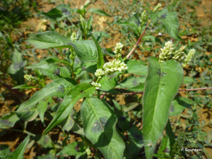 Renouée à feuilles de patience, Renouée gonflée © P. Gourdain