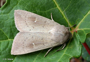 Noctuelle lythargyrée (La) © D. Morel