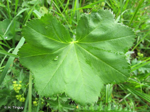 Alchémille glabre © H. Tinguy