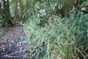 Brachypode des bois, Brome des bois © O. Roquinarc'h