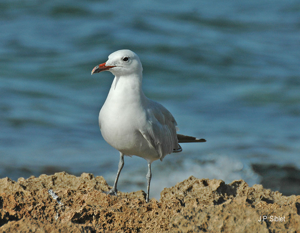 Goéland d'Audouin © J.P. Siblet