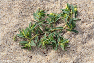 Euphorbia à feuilles de renouée, Euphorbe © 