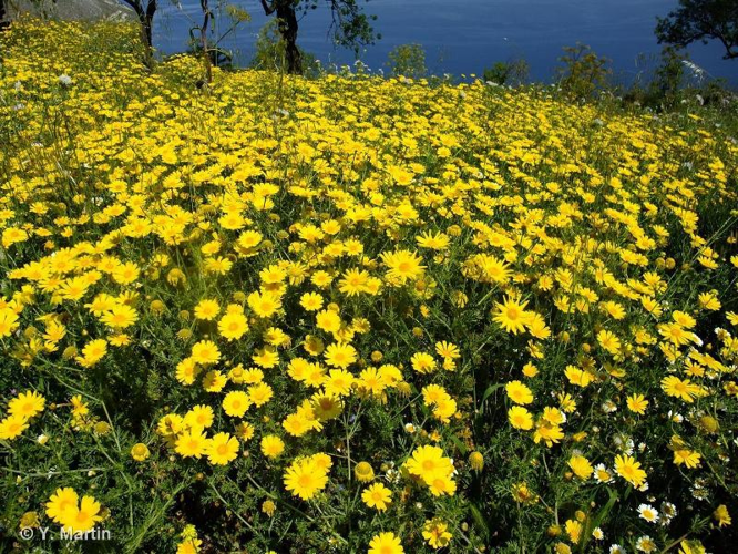 Chrysanthème des jardins &copy; 