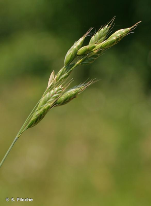 Brome variable, Brome confondu © S. Filoche