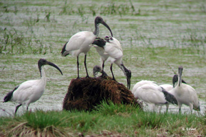 Ibis sacré © S. Siblet