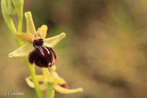 Ophrys araignée, Oiseau-coquet © J. LAIGNEL