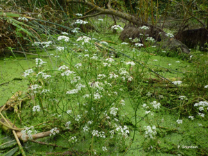 Oenanthe phellandre, Oenanthe aquatique © P. Gourdain
