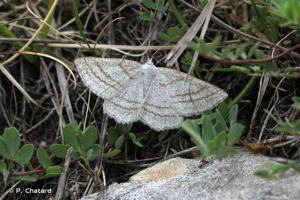 Etrille (L'), Phalène des landes (La) © P. Chatard