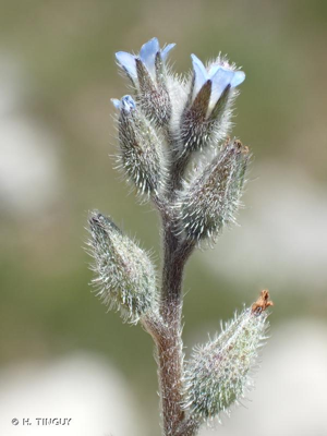 Myosotis raide © H. TINGUY