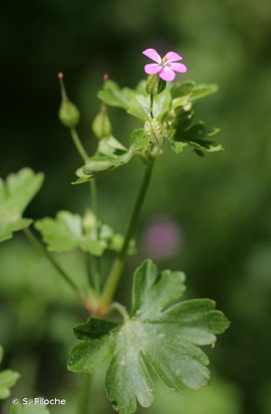 Géranium luisant © S. Filoche