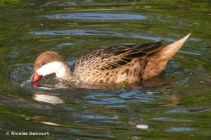 Canard des Bahamas, Pilet des Bahamas © Nicolas Belcourt