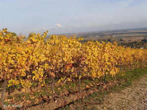Vigne cultivée © 