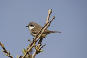 Fauvette babillarde © S. Siblet