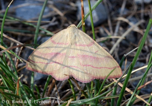 Bande rouge (La) © Q. ROME & A. LEVEQUE (Entomo Fauna)