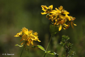 Millepertuis perfolié © O. Nawrot