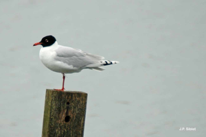 Mouette mélanocéphale © J.P. Siblet