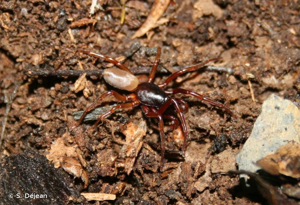 Dysdère érythrine © S. Déjean