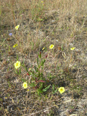 Hélianthème taché © P. Gourdain