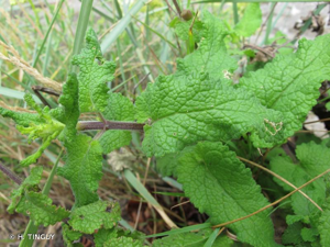 Scrophulaire à feuilles de Germandrée © H. TINGUY